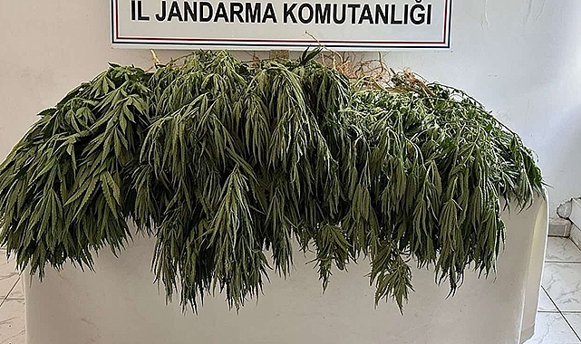 253 kök kenevir ele geçirildi: 9 gözaltı