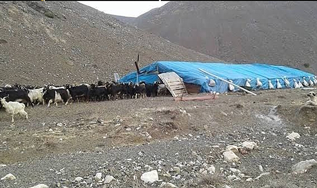 Çobanlar arasında kavga: 1 ölü, 3 yaralı