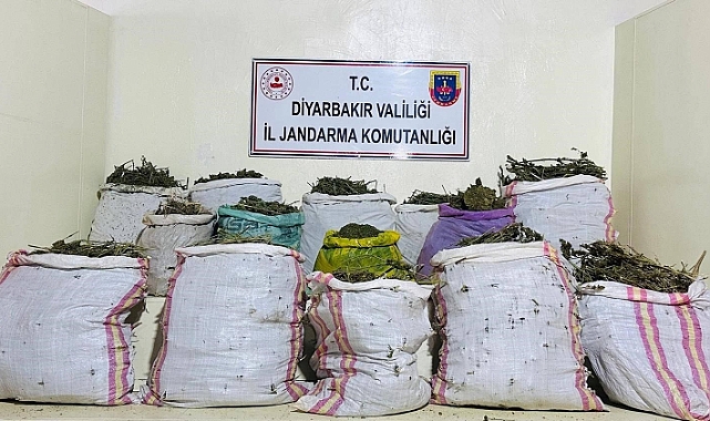 Diyarbakır'da 1 milyon 149 bin kök kenevir ve skunk ele geçirildi