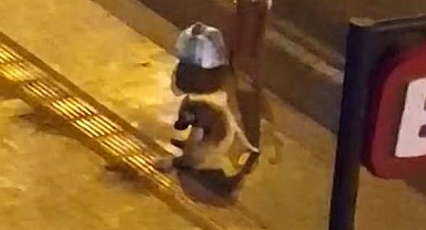 Diyarbakır'da dökülen alkolü içen köpek dakikalarca kuyruğunu ısırmaya çalıştı