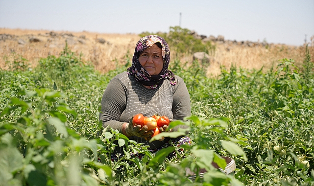 Domatesin tarladan sofraya yolculuğu başladı! Tarlada 5 TL'den alıcı buluyor