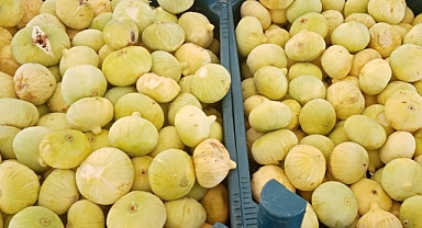 Mersin'de incir hasadı başladı