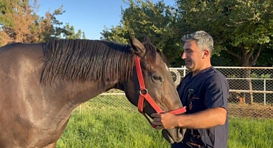 Milyonluk Arap ve İngiliz yarış atları Şanlıurfa'da yetişiyor