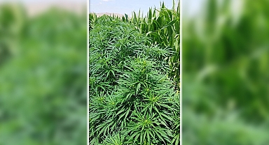 Mısır tarlasında kenevir ele geçirildi