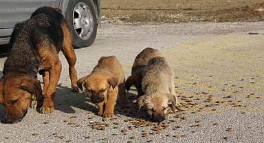 Sahipsiz sokak hayvanlarına ilişkin kanun teklifi Meclis'te kabul edildi