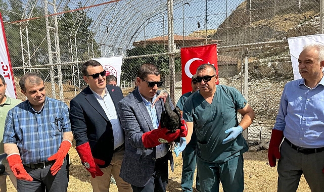 Şanlıurfa’da 30 kelaynak kuşu göç yoluna bırakıldı