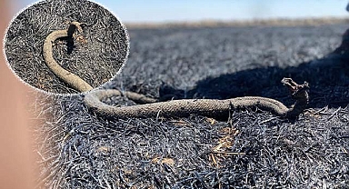 Siverek'te çıkan yangında yılan yanarak öldü
