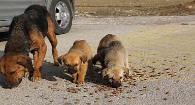 Sokak hayvanlarına yönelik yasa teklifi komisyondan geçti