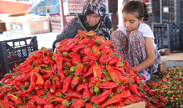 Tarım kenti Şanlıurfa'da 'acı' mesai başladı