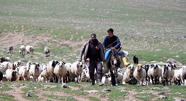 Urfalı göçerler Erzurum'da 3 bin rakımda Yayla'nın bereketinden faydalanıyor