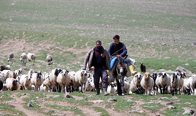 Urfalı göçerler Erzurum'da 3 bin rakımda Yayla'nın bereketinden faydalanıyor