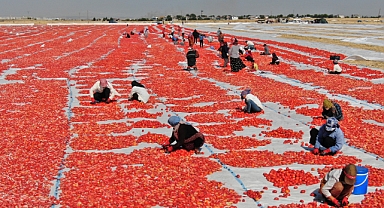 Urfalı işçilerin kavurucu sıcakta kurutmalık domates mesaisi başladı