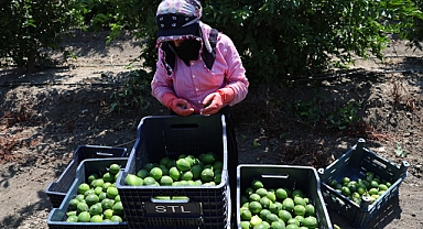 Adana'da limonun fiyatını düşürecek hasat başladı