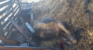 Antalya'da ahır yangını: 3 inek, 12 keçi telef oldu