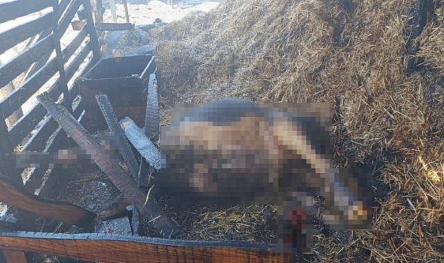 Antalya'da ahır yangını: 3 inek, 12 keçi telef oldu