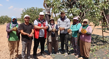 Antep fıstığı 40 derecelik sıcakta hasat ediliyor