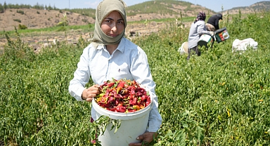 Baharatlık biberin tarladan sofralara yolculuğu başladı