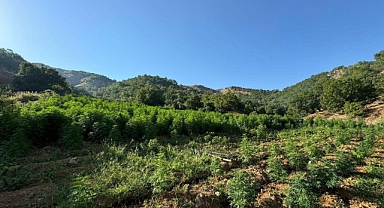 Diyarbakır'da 1 milyon 825 bin kök kenevir ve skunk bitkisi ele geçirildi