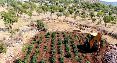 Diyarbakır’da 6 milyon 836 bin kök kenevir ve skunk bitkisi ele geçirildi