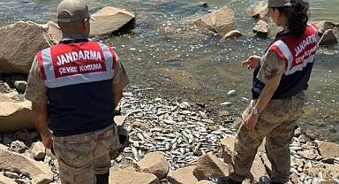 Diyarbakır’da baraj kıyısında çok sayıda ölü ‘Asya Sazanı’ bulundu