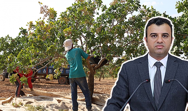 Fıstık Üreticilerinin Sorunlarını Urfa Vekili Öcalan, Meclis'e Taşıdı