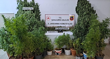 Halfeti'de evinde uyuşturucu yetiştiren iki kişi gözaltına alındı