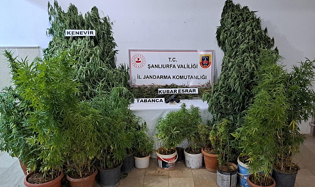 Halfeti'de evinde uyuşturucu yetiştiren iki kişi gözaltına alındı