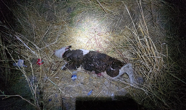 Kazada savrulan ineğe başka bir araç daha çarptı: 1'i ağır 3 yaralı
