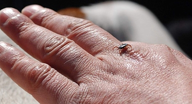 Keneden nasıl korunur? Uzmanı açıkladı