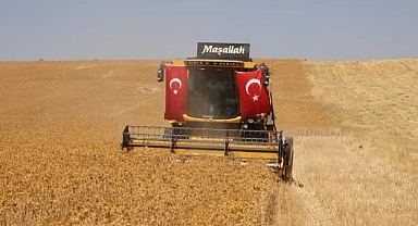 Şanlıurfa'da safir bitkisiyle kuraklığın önüne geçilmesi hedefleniyor