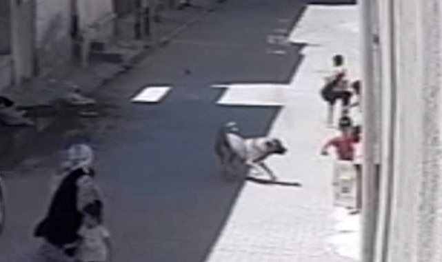 Şanlıurfa'da sokak köpeğinin çocuklara saldırısı kameraya yansıdı