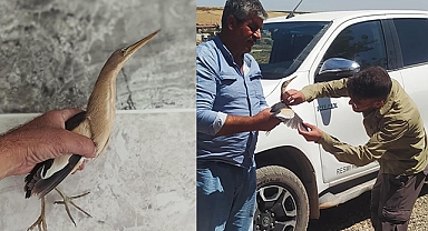 Şanlıurfa'da yaralı halde Balaban kuşu bulundu