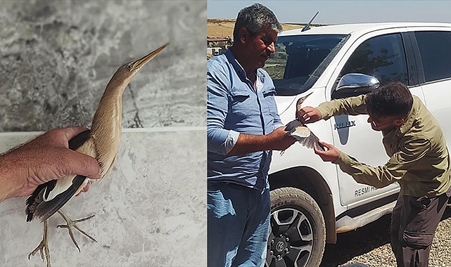 Şanlıurfa'da yaralı halde Balaban kuşu bulundu