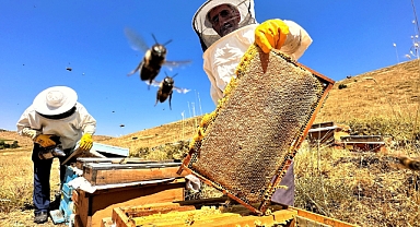 Sıcaklık ve iklim değişikliği bal rekoltesini düşürdü