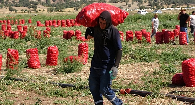 Soğanda hasat başladı: Tarlada 4, markette 10, pazarda ise 12 lira