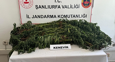 Suruç'ta jandarmadan başarılı operasyon! 3 gözaltı