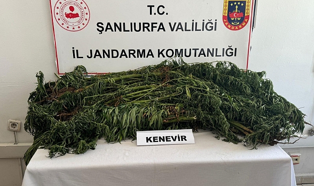 Suruç'ta jandarmadan başarılı operasyon! 3 gözaltı