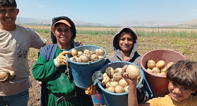 Urfalı tarım işçileri cinci patateste hasadında!
