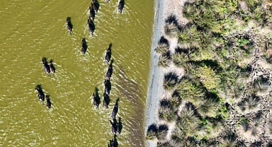 Uzmanı açıkladı: "Türkiye'deki manda sayısı 2030'da 130 binlere kadar düşebilir"