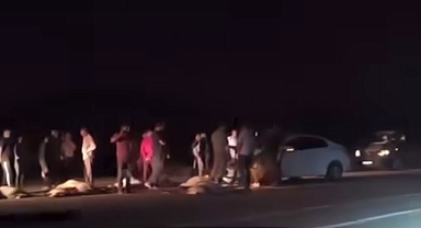 Van'da otomobilin çarptığı 21 koyun telef oldu