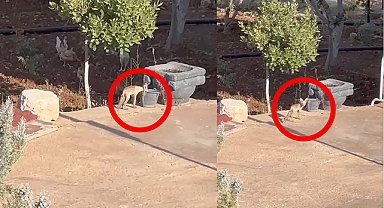 Viranşehir'de tavuklar su içmeye gelen tilkiyi uzaklaştırdı