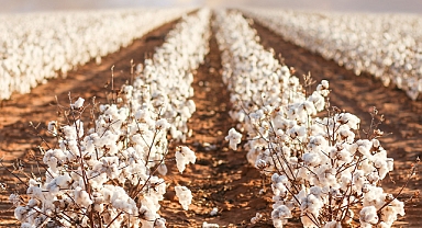 Başvuru kabul edildi! Pamuk artık Urfa'nın tescilli ürünü