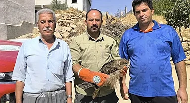 Bozova'da Karaçaylak kuşu bulundu