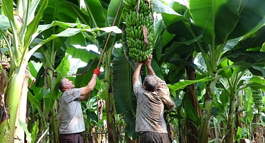 Muzun başkentinde hasat sezonu başladı! Urfa'ya da gönderiliyor