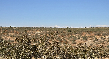 Şanlıurfalı girişimciden ücretsiz budama hizmeti