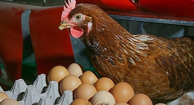 Tavuk yumurtası üretimi arttı