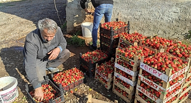 Çilekte son hasadı başladı! Urfa'ya gönderiliyor
