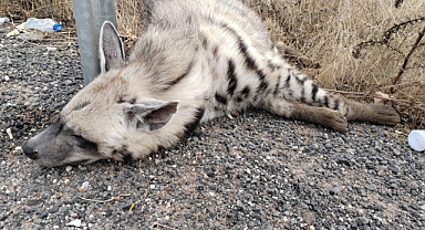 Halfeti'de aracın çarptığı çizgili sırtlan öldü