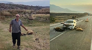 Küçükbaş hayvan sürüsünün arasında otomobil daldı: 17 hayvan telef oldu