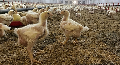 Kuş gribine karşı uzman uyarısı